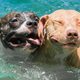 Illustration for article titled 39 *Scratchy Scratchy* Photos of Dogs